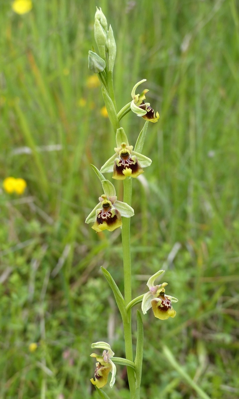 Ophrys lacaitae tra introgressioni e forme ibride � Molise 2023.